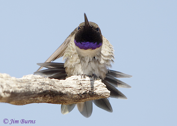 Black-chinned Hummingbird male showing amethyst gorget iridescence --2187