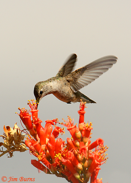 Black-chinned Hummingbird female at Ocotillo--5394