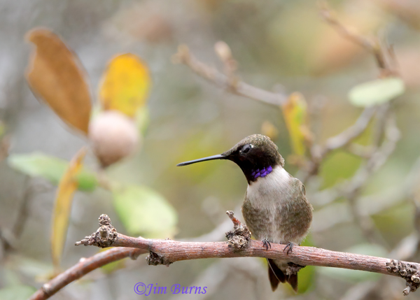 Black-chinned Hummingbird male in forest habitat--0413