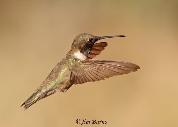 Black-chinned Hummingbird male in flight--2574