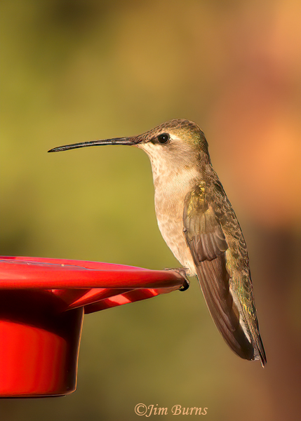 Black-chinned Hummingbird female at feeder----3831