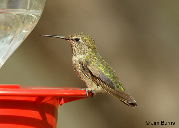 Black-chinned Hummingbird female at feeder