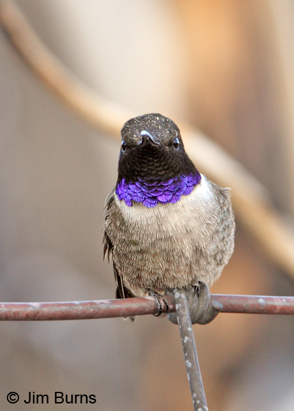 Black-chinned Hummingbird male on fencewire