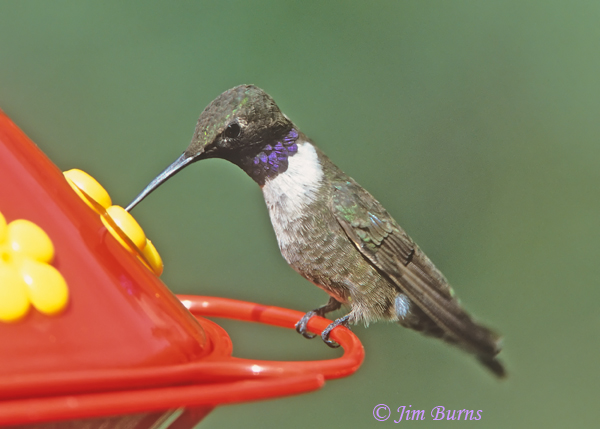 Black-chinned Hummingbird male at feeder #2