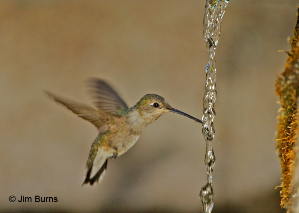 Black-chinned Hummingbird female drinking at spring