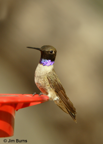 Black-chinned Hummingbird male at feeder