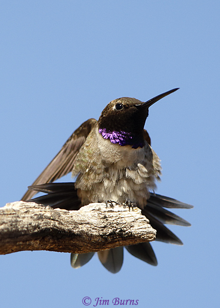 Black-chinned Hummingbird male stretching--2188