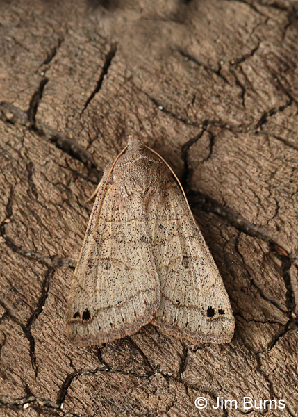 Black-dotted Brown Moth on bark, Arizona