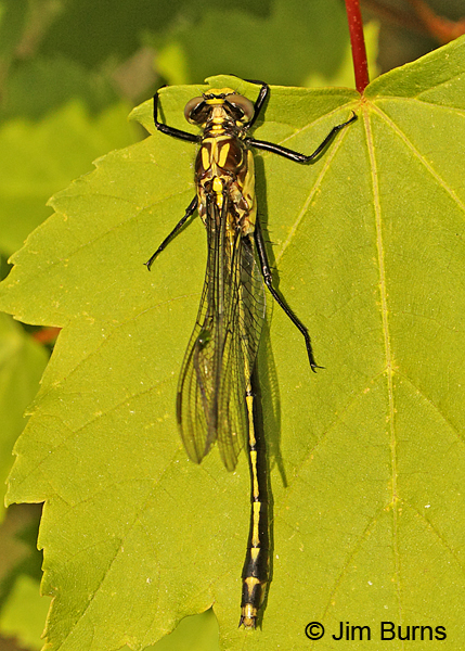 Black-shouldered Spinyleg male dorsal view, Eau Claire Co., WI, June 2014