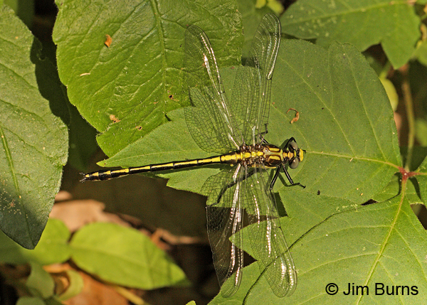 Black-shouldered Spinyleg male dorsal view, Montgomery Co., AR, May 2013