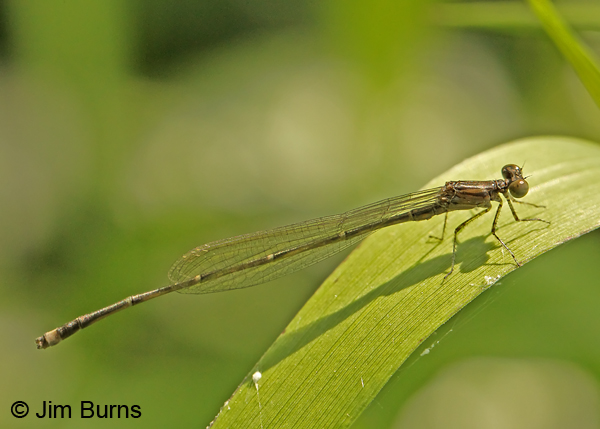 Blackwater Bluet immature male, Horry Co., SC, May 2014