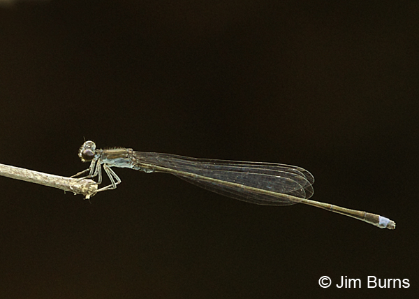 Blackwater Bluet male, Chesterfield Co., SC, May 2014