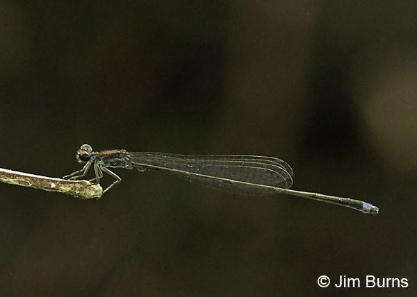 Blackwater Bluet male #2, Chesterfield Co., SC, May 2014