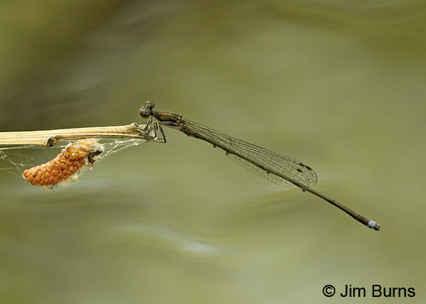 Blackwater Bluet male and pine cone, Chesterfield Co., SC, May 2014