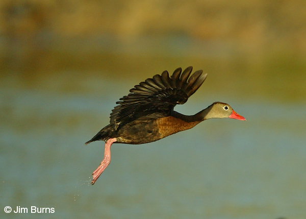 Black-bellied Whistling-Ducks in flight