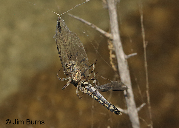 Bleached Skimmer female getting wrapped up, Tooele Co., UT, July 2016