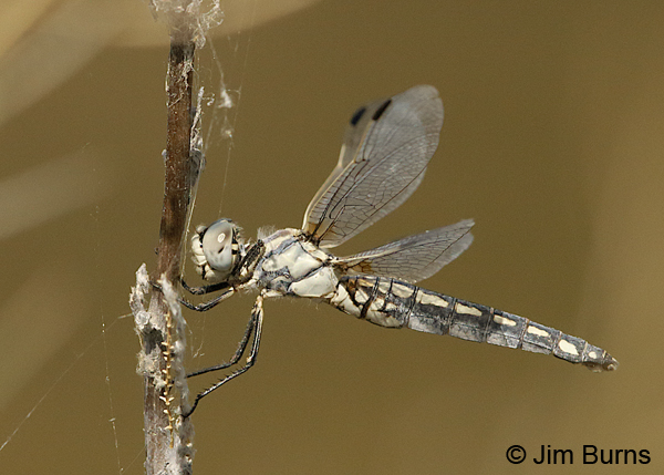 Bleached Skimmer female hanging against the wing, Tooele Co., UT, July 2016
