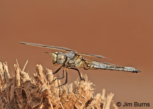 Bleached Skimmer male, Chaves Co., NM, September 2014