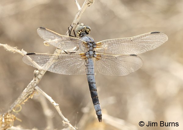 Bleached Skimmer male dorsolateral view, Tooele Co., UT, July 2016