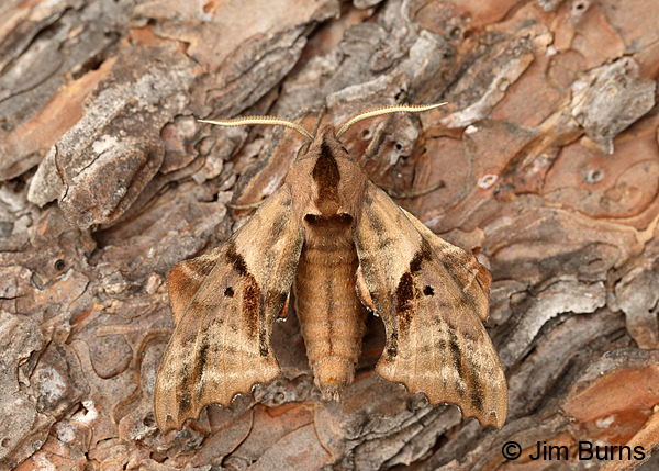 Blinded Sphinx Moth, Arkansas
