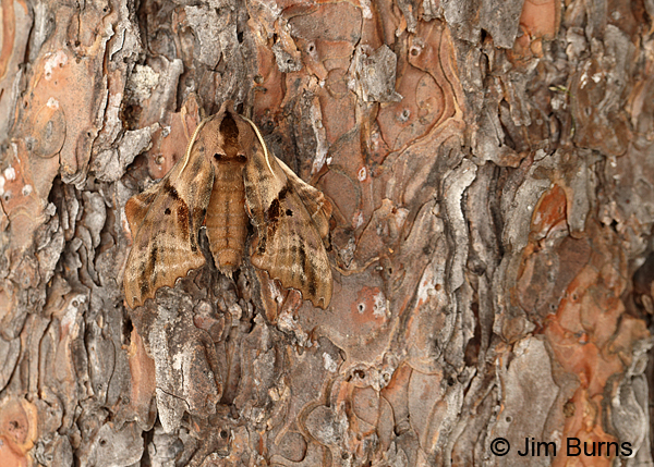 Blinded Sphinx Moth camouflage, Arkansas