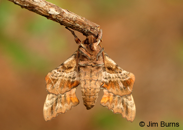 Blinded Sphinx Moth underwing, Arkansas