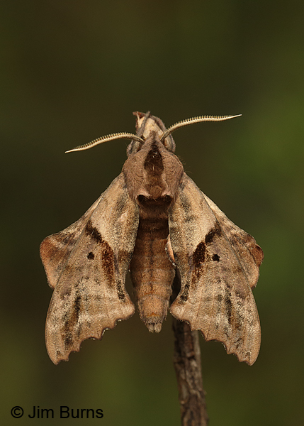 Blinded Sphinx Moth vertical, Arkansas