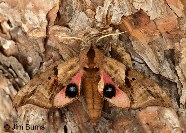 Blinded Sphinx Moth wingspread, Arkansas