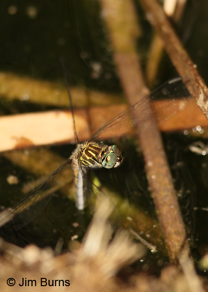 Blue Dasher female western thorax, Maricopa Co., AZ, April 2013