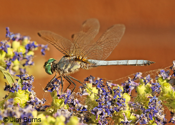 Blue Dasher male in Chaste Tree blossoms, Maricopa Co., AZ, May 2014