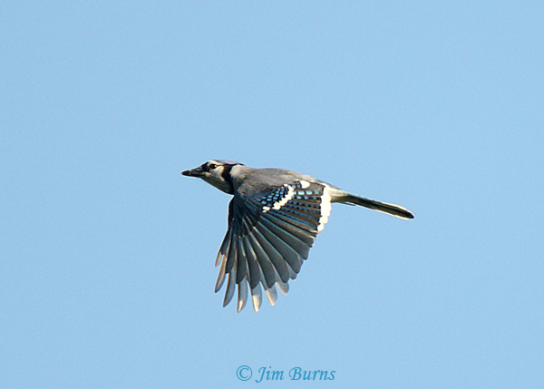 Blue Jay in flight dorsal wing--0736
