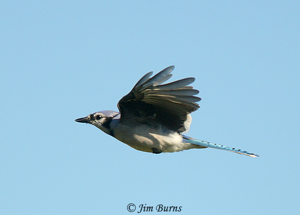 Blue Jay in flight--1025