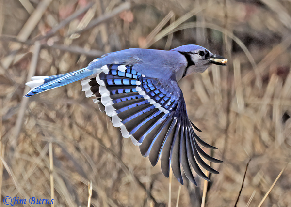 Blue Jay flying with snacks--6464