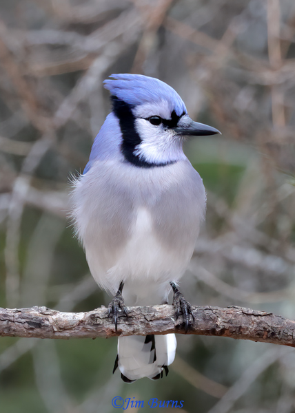 Blue Jay ventral view--6657