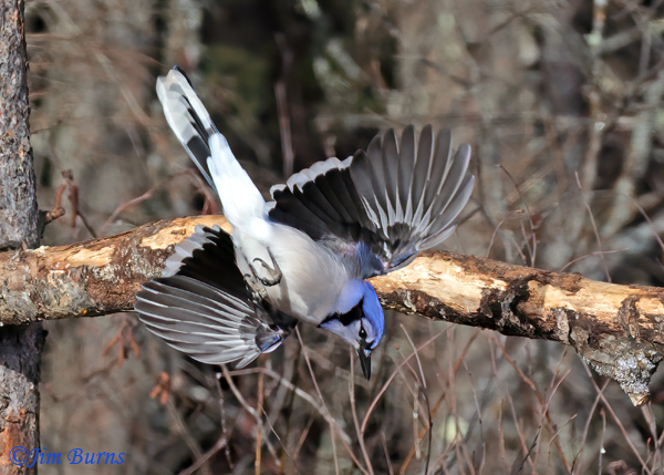 Blue Jay diving--6919