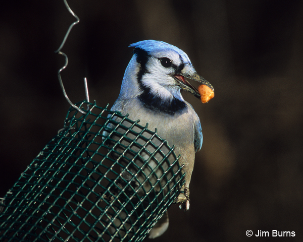 Blue Jay at peanut feeder