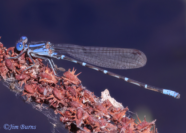 Blue-ringed Dancer male, Maricopa Co., AZ, October 2023--7007