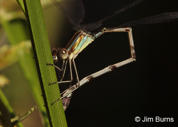 Blue-striped Spreadwing female ovipositing, Cameron Co., TX, October 2014