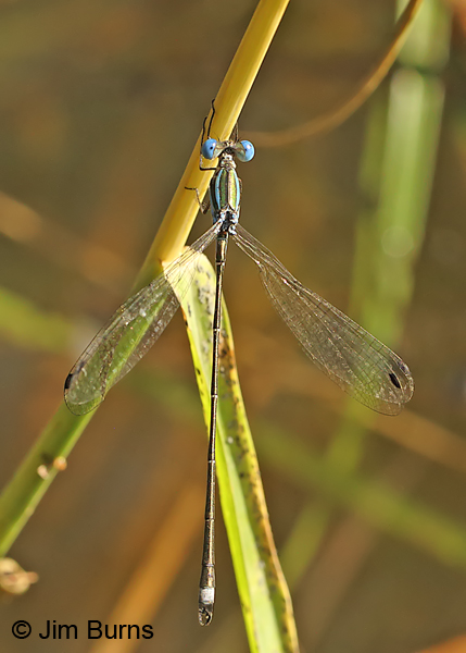 Blue-striped Spreadwing male dorsal view, Cameron Co., TX, October 2014