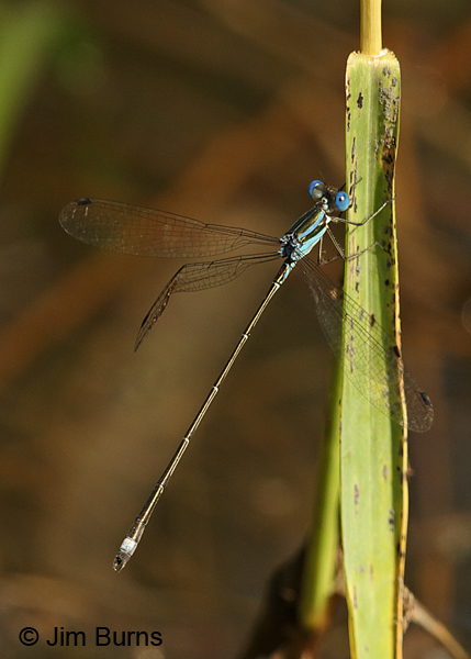 Blue-striped Spreadwing male, Cameron Co., TX, October 2014