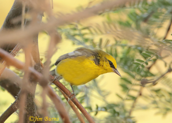 Blue-winged Warbler male in Mesquite, August in Arizona--5655--2