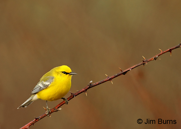 Blue-winged Warbler male and thorns