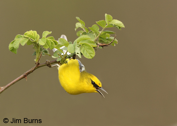 Blue-winged Warbler male singing from bush