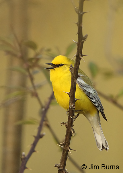 Blue-winged Warbler male singing
