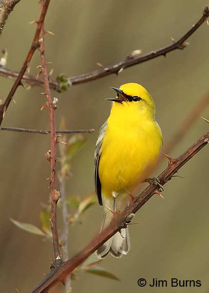 Blue-winged Warbler male ventral view
