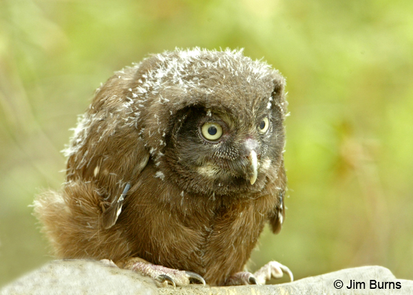 Boreal Owl brancher