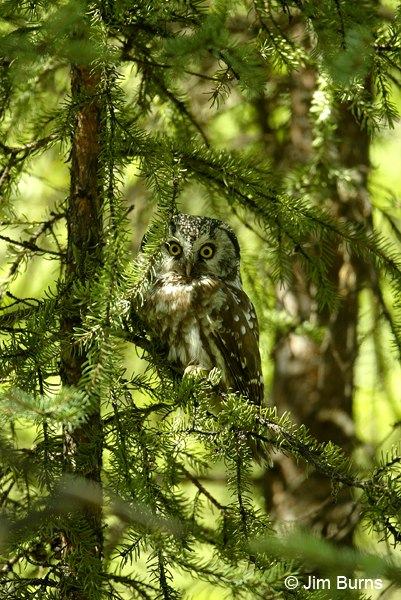 Boreal Owl daywatcher