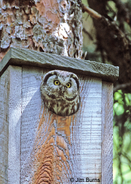 Boreal Owl in nest box hole