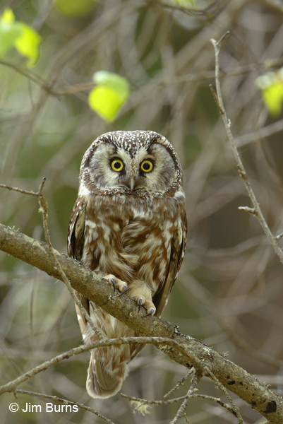 Boreal Owl on day roost