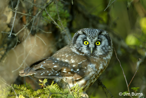 Boreal Owl stare